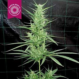 Tropical Seeds Zambian Regular