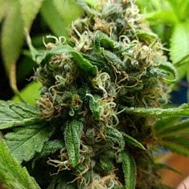 Purple Caper Seeds Chocolate Tonic Regular