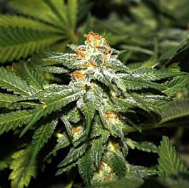 Lowlife Seeds Automatic Hindu Kush Feminized