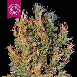 Tropical Seeds Durban Punch Regular