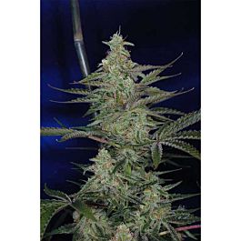 TGA SubCool Genetics The Third Dimension Regular