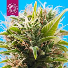 Tropical Seeds Swacky Regular