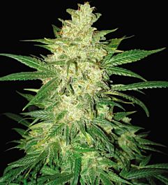 World of Seeds Sweet Coffee Ryder Auto Feminized