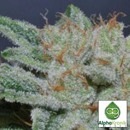 Alphakronik Genes Seeds Belka Regular