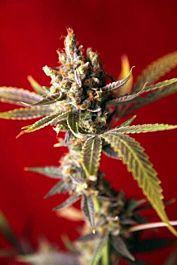 Reggae Seeds Dub Regular