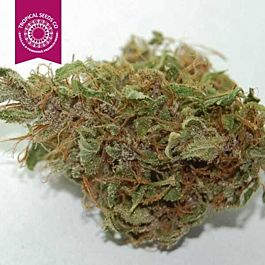 Tropical Seeds Durbakistan Feminised