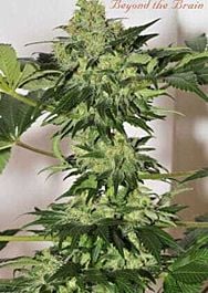 Mandala Seeds Beyond The Brain Regular