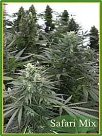 Mandala Seeds Safari Mix Regular