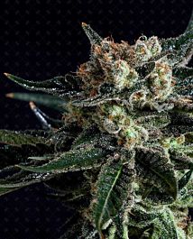 Genofarm Black Diesel Feminized
