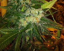 Rare Dankness Seeds 4 Corners Regular
