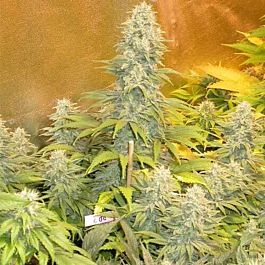 Serious Seeds Double Dutch Regular