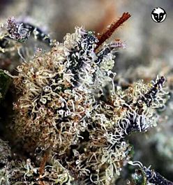 Rare Dankness Seeds 501st OG Regular