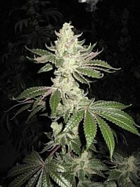 Cali Connection Corleone Kush Feminized