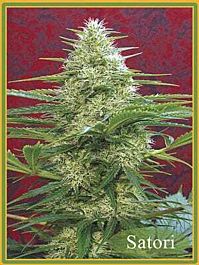 Mandala Seeds Satori Regular