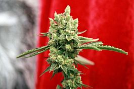 Reggae Seeds Guayaka Regular