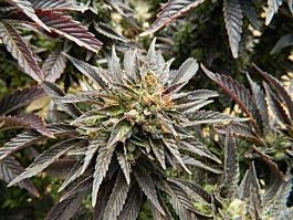 Apothecary Genetics 91 Chemdawg x Caramel Regular