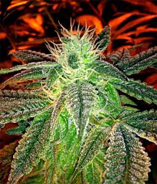 Gage Green Seeds 5K Puff Regular