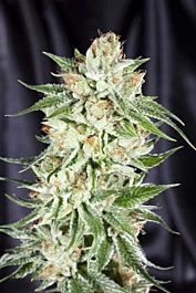 Elemental Seeds 5th Element Feminized