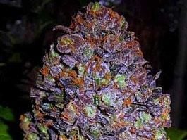 Original Sensible Seeds Purple Haze Auto Feminized