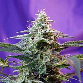 Sweet Seeds Sweet Special FAST Version Feminised