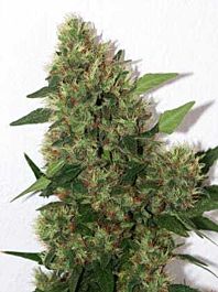 Mandala Seeds Chill-OM Regular