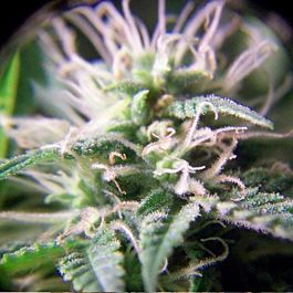 Female Seeds Purple Maroc Feminised