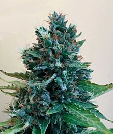 Cream Of the Crop Seeds Cropolope Feminized