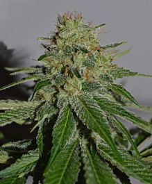 Cream Of the Crop Seeds Crop Doctor Feminized