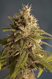 DNA Genetics Pure Afghan Regular