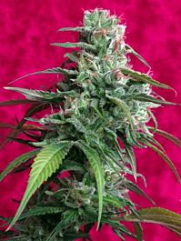 Reggae Seeds Juanita la Lagrimosa Feminized