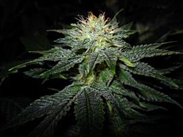 Cali Connection Jamaican Me Crazy Feminized