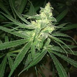 Bodhi Seeds Kindness Regular