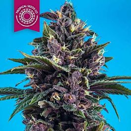 Tropical Seeds Kushmatic Regular
