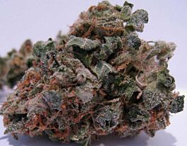 BC Bud Depot 707 Headband Regular