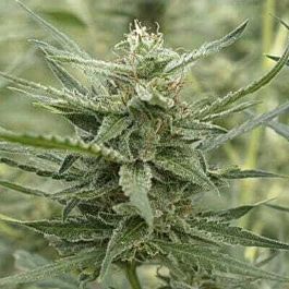 710 Andromina Feminized