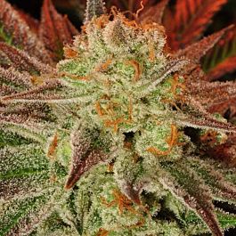 710 Carnage Feminized
