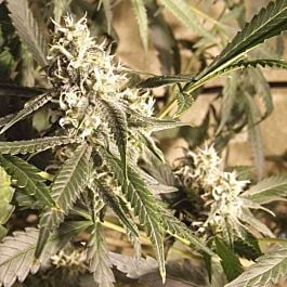 710 Coastal OG Feminized