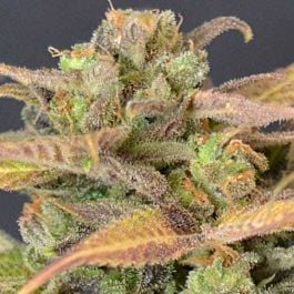 710 High Priority Feminized