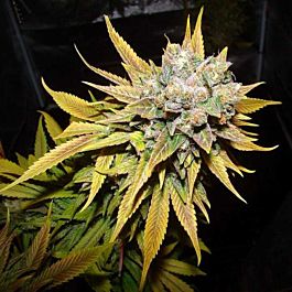 710 Tropical OG Feminized