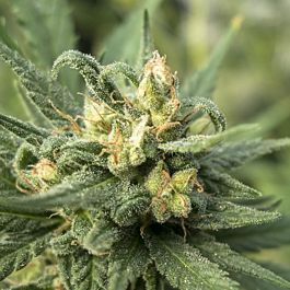 710 Solace Feminized