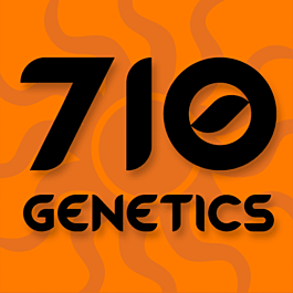 710 G13 Hashplant Feminised
