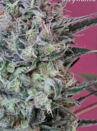Mandala Seeds Krystalica Regular