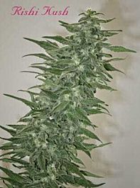Mandala Seeds Rishi Kush Regular