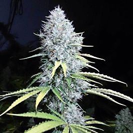 Loud Seeds 7/8 Sour Regular