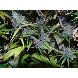 Dr Underground American Beauty Feminized