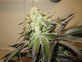 Cali Connection 818 Headband Aka Sour OG Regular