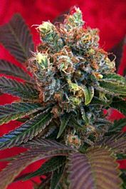 Reggae Seeds Kalijah Regular