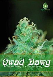 Alphakronik Genes Seeds Qwad Dawg Regular