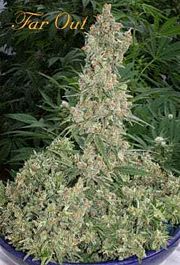 Mandala Seeds Far Out Feminized