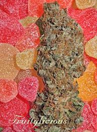 Mandala Seeds Fruitylicious Feminized